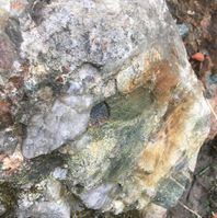 Steinen med fossilet