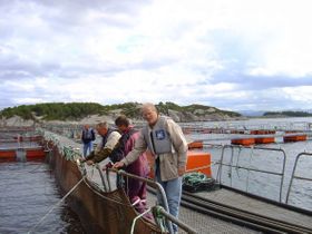 Marine Harvest. Lakseoppdrettsanlegget mellom Årsholmen og Steinevika.