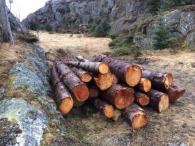 Opprydding etter vindfall.