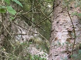 Enorme trær - mer enn 100 cm i diameter og 30-40 meter høye.