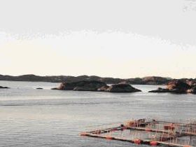Lakseoppdrettet på Porlauvika. Saltbuholmane i bakgrunnen.
